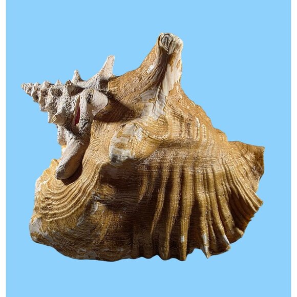 Conch Sea Shell Large Natural Brown White beach house vacation nautical ocean - Picture 3 of 7